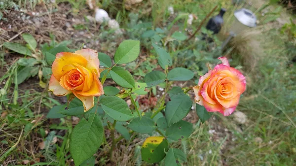 Rozen Tuin Twee Feloranje Gele Rozen Rozenstruik Met Frisse Groene — Stockfoto