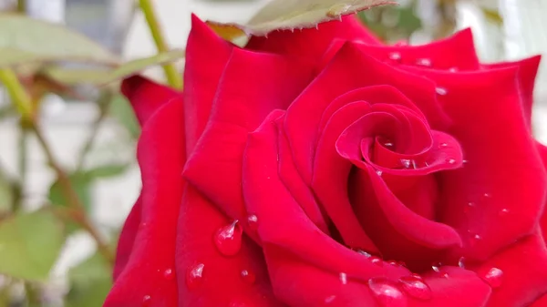 Rode Roos Met Waterdruppels Mooie Felrode Roos Met Regendruppels Regen — Stockfoto