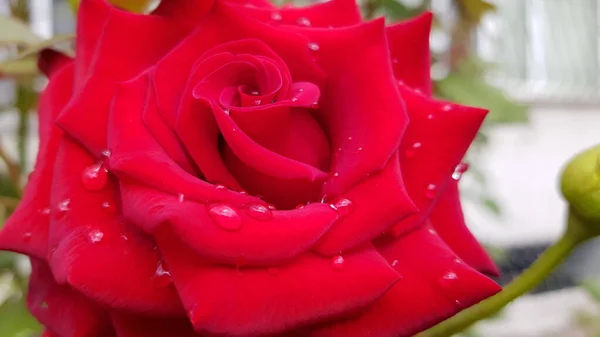 Hermosa Rosa Roja Brillante Con Gotas Lluvia Después Lluvia Primeros —  Fotos de Stock