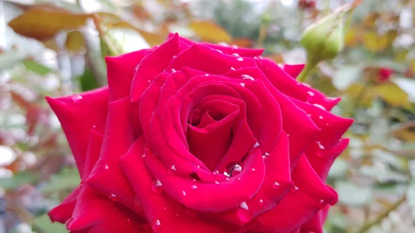 Красная Роза Каплями Воды Ярко Красная Роза Дождевыми Каплями После — стоковое фото