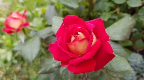 Hermosa Rosa Floreciente Color Rojo Brillante Con Pétalos Rojos Medianos — Foto de Stock