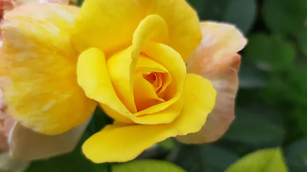 Ярко Желтая Роза Одинокий Цветок Розы Зеленом Размытом Фоне Пространством — стоковое фото