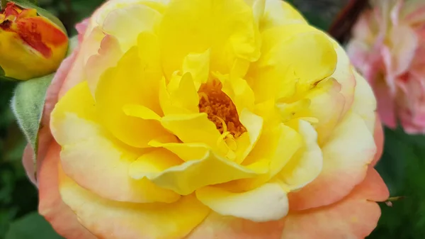 Прекрасная Пышная Желтая Роза Покрасневшими Лепестками Один Цветок Розы Крупным — стоковое фото