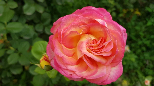 Rosa Rose Garten Üppiges Hellrosa Mit Einem Hauch Von Gelber — Stockfoto