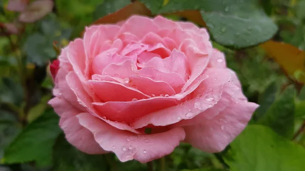 Luxuriant Pink Rose Flower Closeup Green Blurry Background Single Lush — Stock Photo, Image