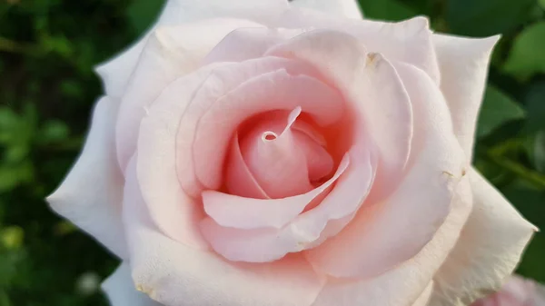 Hassas Beyaz Açık Pembe Gül Yeşil Yapraklı Arka Planda Yakın — Stok fotoğraf