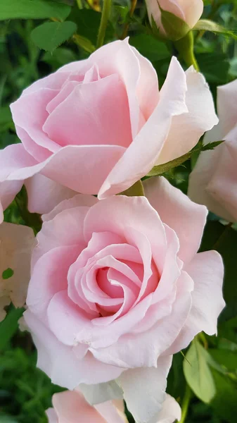 Elegantes Rosas Rosadas Blancas Primer Plano Con Luces Suaves Hermosos — Foto de Stock