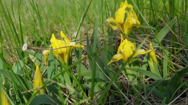 Çimenlikteki sarı çiçek. Lüks yeşil otların arasında küçük kır çiçekleri sarı irisler. Bahar çiçeğinin adı Fleur-de-lis. Sarı irislerin kıvırcık yaprakları. Bahar çayırı. Çiçek arkaplanı.