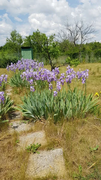 Field Purple Flowers Tranquil Landscape Blooming Irises Flowerbed Blurry Background — Stock Photo, Image