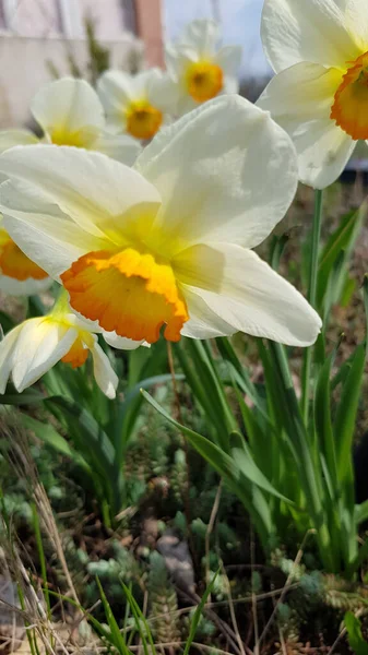Narcisos Amarelos Jardim Daffodil Flor Closeup Com Fundo Borrado Pétalas — Fotografia de Stock