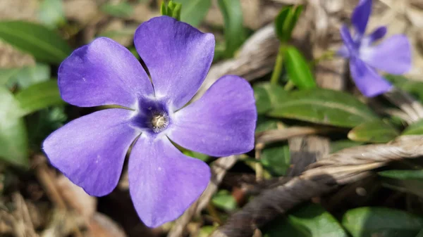 Blue Vinca Minor Flower Closeup Tender Violet Petals Vinca Blossom — Stock Photo, Image