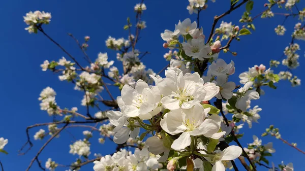 Kirschbaumblüte Kirschbaumblüten Und Strahlend Blauer Himmel Obstgarten Frühling Kirschblüten Nahaufnahme — Stockfoto