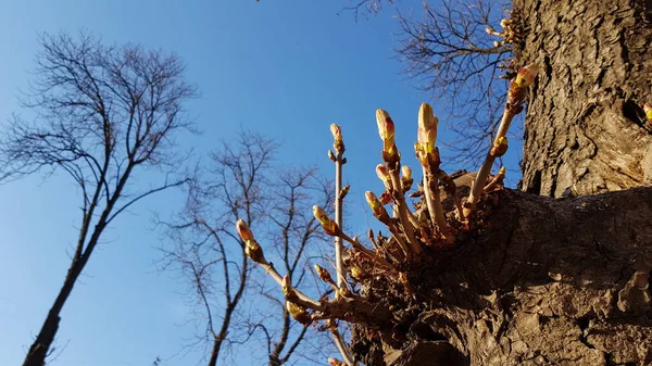 Δέντρο Και Μπλε Ουρανός Φρέσκα Λαχανάκια Κίτρινα Μπουμπούκια Που Φυτρώνουν — Φωτογραφία Αρχείου