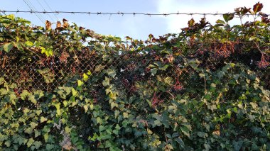 Üzüm bağında kırmızı yapraklar. Mavi gökyüzü arka planında yabani üzüm ağaçlarıyla kaplı eski tel örgüler. Sonbahar yaprakları ve dikenli teller. Renkli yaprak arkaplanı.