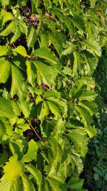 Bir ağacın yeşil yaprakları. Vahşi üzüm tırmanma bitkileriyle kaplı canlı bir çit. Taze yeşil yeşillik. Doğal yaprak arkaplanı. Yaz doğası parlak gün ışığında.