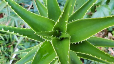 Aloe vera top view. Keskin kaktüslü gül yaprakları yakın plan. Kapalı alanda bitki kaktüsü. Ev bitkisi makrosu. Keskin kenar dokuları olan yeşil doğal bir arka plan. Bitki dikenleri yakın plan. Dikenli bitki dokusu