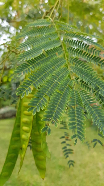 Acacia Strom Vzorované Listy Dlouhé Zelené Lusky Semeny Rozmazaném Pozadí — Stock fotografie