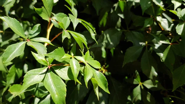 Zielone Liście Drzewa Wiosną Zbliżenie Dzikich Liści Winorośli Jasnym Słońcu — Zdjęcie stockowe