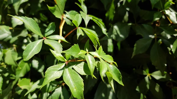 Zielone Liście Drzewa Wiosną Ogrodzenie Porośnięte Liśćmi Roślin Wspinaczkowych Świeże — Zdjęcie stockowe