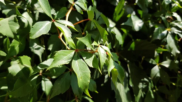 Gałąź Drzewa Tekstura Rośliny Wspinaczkowej Liście Zbliżenie Świeże Zielone Luksusowe — Zdjęcie stockowe