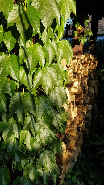 Living wall overgrown with climbing plant. Fresh green foliage closeup in bright sunlight and blurred background of firewood woodpile. Natural luxuriant leaves on foreground. Summer nature backdrop.