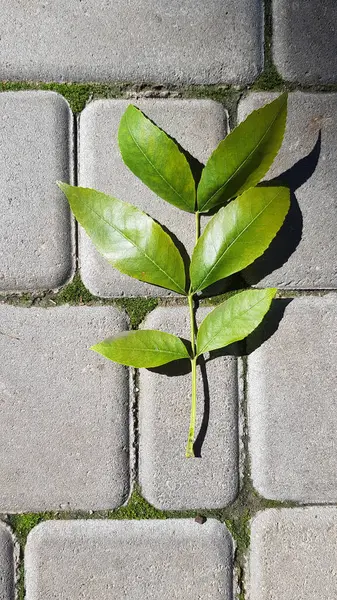 Branch of fresh green leaves with shiny glossy surface. Top view of tree leaf branch at pavement pattern background with copy space. Twig has fallen to stone tiled sidewalk.