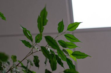 Beyaz arka planda taze yeşil yapraklar. Bulanık bitki dalı ve şeffaf yeşil yapraklı soyut bir arkaplan. Ev bitkisinin ışık ve gölge siluetleri. Fotokopi alanı olan doğal bir zemin. Taze yeşil yaprak dokuları. Doğal yeşil yapraklar arkaplan