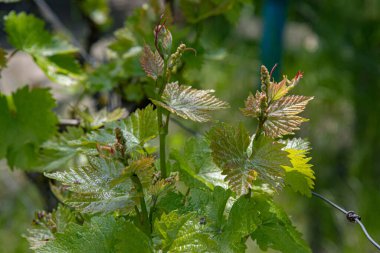 Ağacın dalı. Taze üzümlü taze filizler. Bahar mevsiminde organik üzüm bağı. Üzüm yaprakları yeşil bulanık arka planda yakın plan. Taze yaprak dokuları. Yeşillik. Doğal yaprak arkaplanı. Doğanın güzelliği. Bahçe işleri.