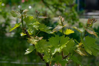 Yeşil yapraklı bir ağacın dalına. İlkbaharda üzüm bağlarındaki üzüm dallarının tepesindeki küçük üzüm tomurcukları. Taze yeşil yapraklar, yeşil yaprakların bulanık arka planında yakın plan. Üzüm büyümesi 