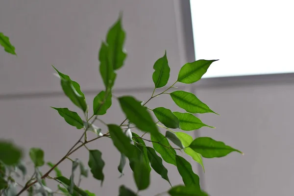 Green leaves on white background. Abstract background with blurry plant branch and transparent green leaves. Light and shadow silhouettes of houseplant. Natural backdrop with copy space.