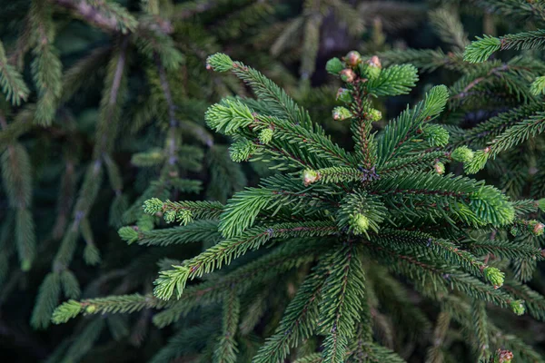 Ramitas Verdes Frescas Ramas Coníferas Que Crecen Primavera Textura Abeto — Foto de Stock