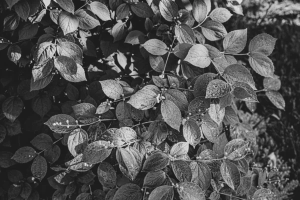 摘要背景 湿叶浇水后的单色背景 绿叶落叶的落叶 透明的水滴在明亮的阳光下闪闪发光 夏天的新鲜自然 — 图库照片