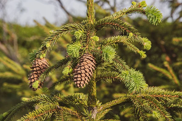 Pine tree branch with cones. Brown pine cones on fresh green conifer branches of spruce tree closeup in forest. Natural green needles of fir tree textures. Evergreen Christmas tree.