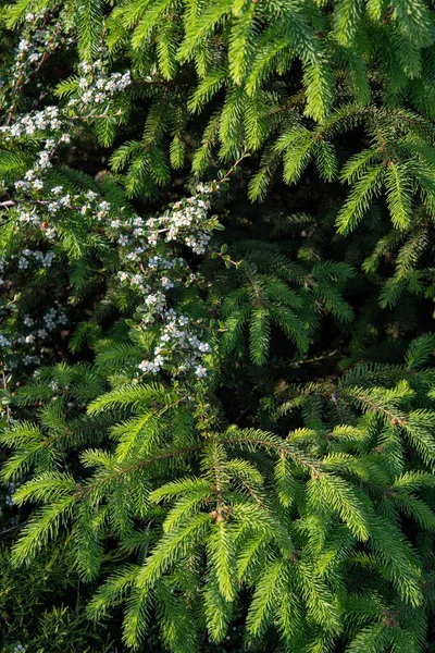 Las Ramas Verdes Del Abeto Arbusto Floreciente Con Pequeñas Flores — Foto de Stock