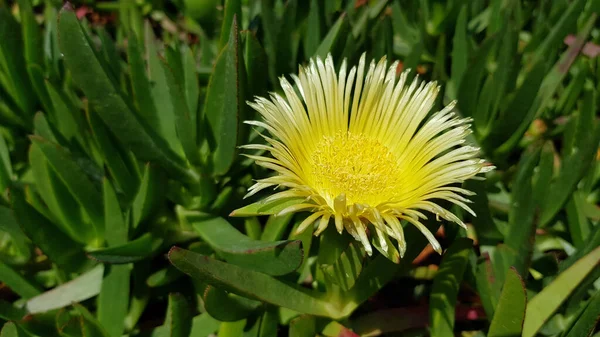 Παγωμένο Φυτό Κίτρινο Λουλούδι Ζουμερά Φύλλα Κίτρινο Λουλούδι Σαν Μαργαρίτα — Φωτογραφία Αρχείου