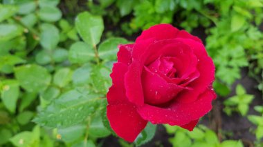 Bahçedeki gül. Gül çiçeği çiçek bahçesinin yemyeşil yapraklarının arasında. Kusursuz şekilli narin taç yaprakları parlak güneş ışığında çiçek açan çalıların üzerinde yükseldi..