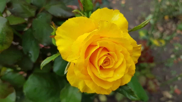 Rosa Jardim Rosa Flor Closeup Entre Exuberante Folhagem Jardim Floral — Fotografia de Stock