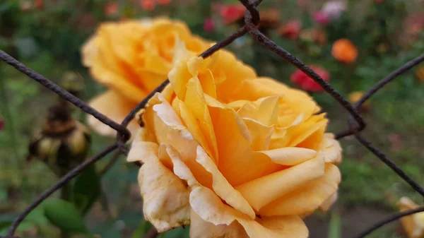 玫瑰在花园里 玫瑰花的特写在繁茂的花园树叶中 美丽的花瓣在艳丽的阳光下绽放在绽放的灌木丛中 形似完美 — 图库照片