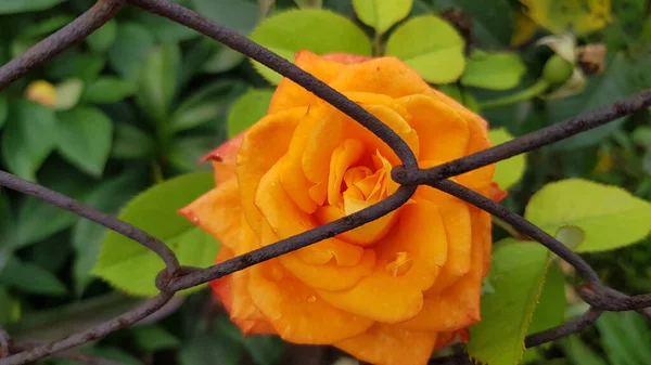 Rosa Jardim Rosa Flor Closeup Entre Exuberante Folhagem Jardim Floral — Fotografia de Stock