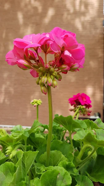 Primo Piano Fiori Geranio Con Lussureggianti Petali Rosa Gambo Verde — Foto Stock