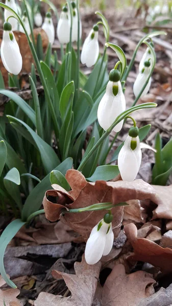 Voorjaarsbloemen Van Dichtbij Kleine Witte Sneeuwklokjes Verse Groene Stengels Met — Stockfoto