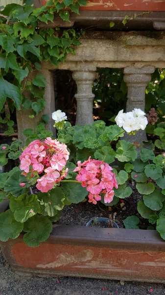 Plantas Maceta Geranio Con Flores Rosas Blancas Flor Plantas Domésticas — Foto de Stock