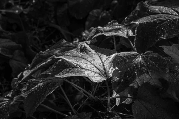 나뭇잎에 떨어지는 아이비 울타리의 나뭇잎의 배경을 질감을 넣는다 내리면 자연의 — 스톡 사진