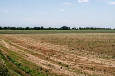 Eğimli alanda ve tek şeritli kır yolunda çizgili kahverengi sakal yüzeyi. Kırsal alan, mahsul mevsiminden sonra sonbaharda..