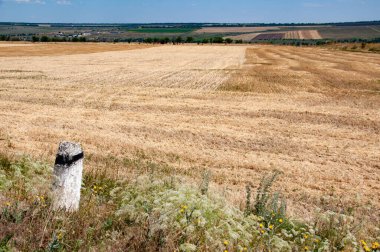 Olgun sarı buğday tarlaları ve yabani otların ve çiçeklerin arasında eski grunge taş direkleri. Ukrayna 'nın kırsal kesiminde sakin bir manzara.