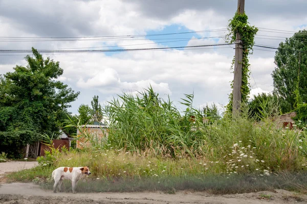 Ländliche Landschaft Mit Bewachsener Dorfstraße Und Darüber Wolken Straßenhund Feldweg — Stockfoto