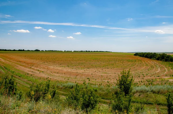 Plain Landscape Cereal Plant Field Harrows Bright Blue Sky Horizon — Stock Photo, Image