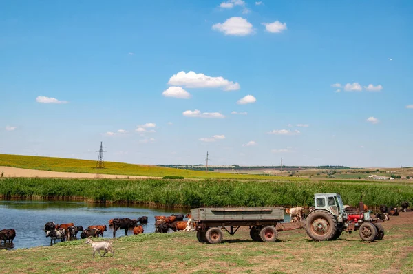 Сельский Пейзаж Сельскохозяйственного Поля Старым Трактором Стадом Коров Возле Реки — стоковое фото