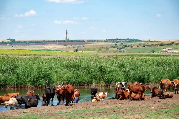 Tranquil Summer Landscape Lake Herd Cows Grazing Drinking Water Pond — Stock Photo, Image