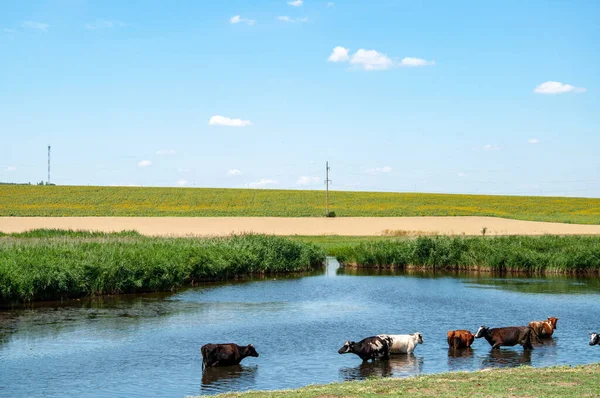 Pasture Landscape Lake Cows Grazing Drinking Water Pond Overgrown Fresh — Stock Photo, Image